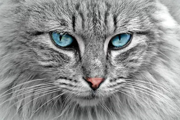 Nahaufnahme einer grauen Katze mit blauen Augen